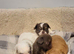 Apple head Chihuahua puppies long haired