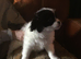 Japanese Chin/Jack Russell cross puppies for sale to good home