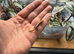 Mourning geckos
