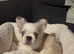 Fluffy french bulldog