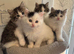 Beautiful ragdoll kittens
