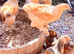 Point of Lay Hens - VARIOUS BREEDS READY NOW