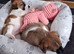 Jack russel pups