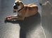 Sharpei cross staffy