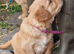 Male working stock dark coloured Golden Retriever