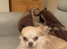 X3 beautiful boys left, ready to leave now, fully vet checked, 1st vaccination and wormed, microchipped,