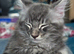 Beautiful Maine Coon boy