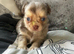 Chocolate Merle Longcoat male ready now