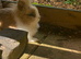 Dwarf Lionhead Boys each 1 only