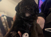 Patterpoo puppy