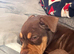 Roxy