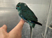 Hand reared baby Kakariki female blue & cream