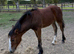 Cob filly foal
