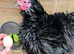Hatching Eggs Bantam & Large - frizzle/marans/polish/legbar