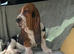 Beautiful KC reg Bassett Hound Puppies