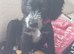 Female cockerpoo