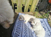 2 puppies Bichons maltese