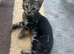 Bengal kittens for sale