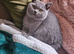 British short hair chunky little girl