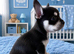 1 male chihuahua puppies