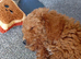 Female 8 week old Poodle puppy