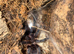 Phormictopus sp. “Green/Gold