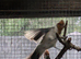 Red-Crested Cardinals dna pr