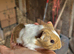 Baby Guinea Pig -  Boar