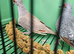 Adult pair diamond doves