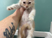 5 Maine coon babies