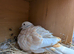 Beautiful Magician,s Doves (Java Dove,s)