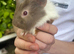 Baby guinea pigs