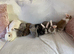 Baby Rex&rsquo;s