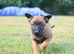 belgian malinois