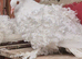 White frill back pigeons for sale