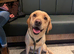 Female Labrador rehoming