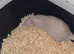 Gorgeous baby Rats Ready to Go Mainly Top Eared