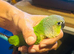 Green cheek baby conure