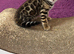 Pure bred Glitter Coat Bengal
