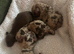 Miniature dachshund puppies