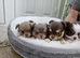 Stunning Russian/Thai long coat puppies