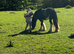 Blue 12.1 Welsh cob