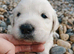 Chunky Cream Golden Retriever Puppies