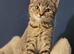 X2 beautiful kittens for rehome