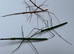 2 pairs of Turquoise stick insects (Myronides glaucus "Peleng")