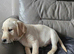 Gorgeous Labrador girl