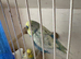 Nice pair budgies for sell