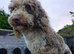 Miniature Poodle Puppies (Blue Merl & Black)