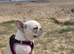MEARL french bulldog boy
