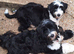 I have a 18 month old male tibetan terrier